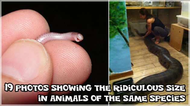 同じ種類の生き物なのに大きさの違う19の動物たち！