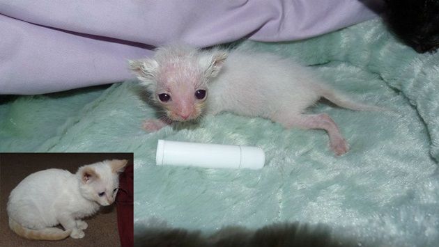 ゴミ箱の中で発見された病気の子猫。小さな身体の奇跡の回復