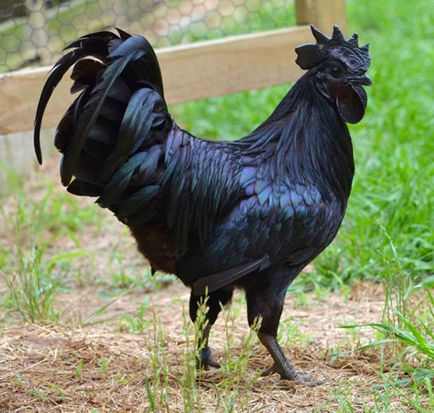 all-black-chicken-1