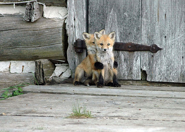 amazing-fox-photos-17