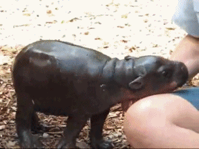 cool-gif-baby-hippopotamus-wet