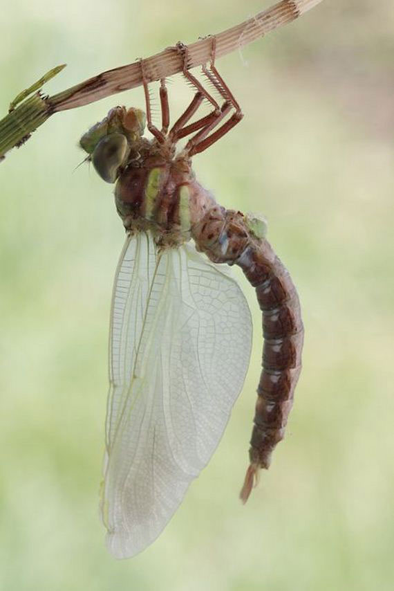 09-birth_dragonfly