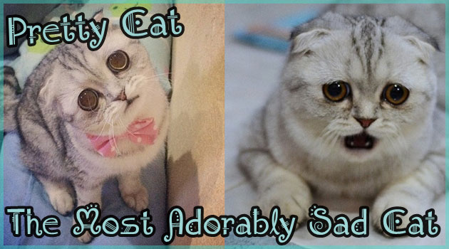 ネット上で大人気の悲しい顔したネコさん！大きな瞳に心奪われる