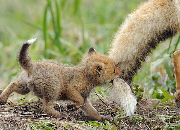 amazing-fox-photos-6