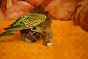 funny-gif-kitten-parrot-playing