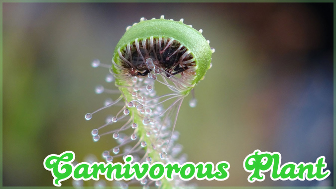 触手のような粘毛で虫を捕獲する食虫植物「モウセンゴケ」の捕虫映像集