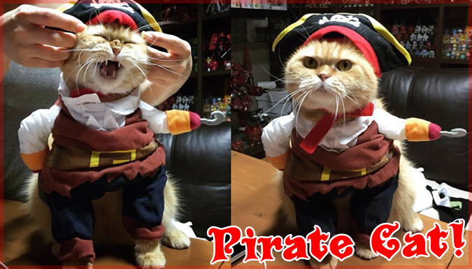 二足歩行の海賊猫が出現！？海賊に扮したキュートなネコちゃん！