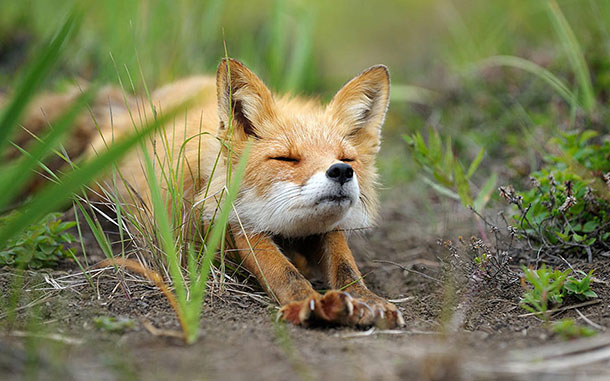 amazing-fox-photos-3