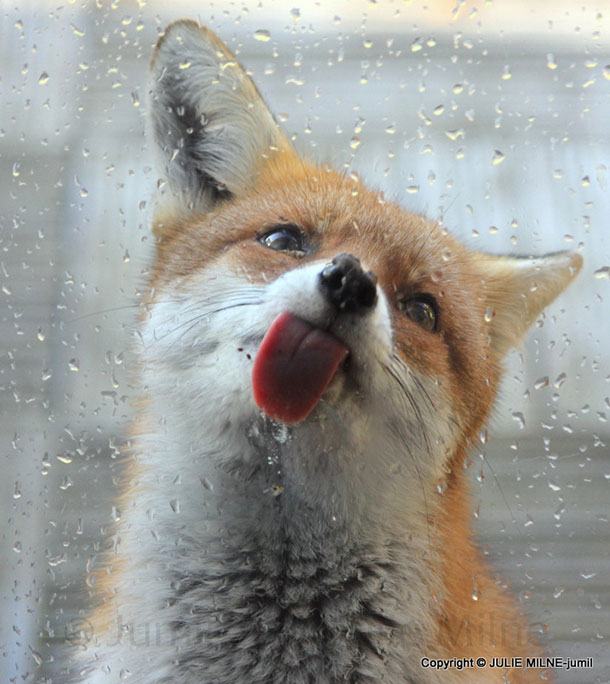 amazing-fox-photos-182